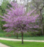 Ornamental Trees and Plantings