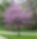 Ornamental tree