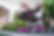 Decorative plants and ornamental maple tree