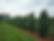 Fastigiate White Pine